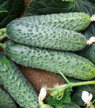 Насіння огірка Солон F1, п.о. 2500 насінин (Yuksel Tohum)