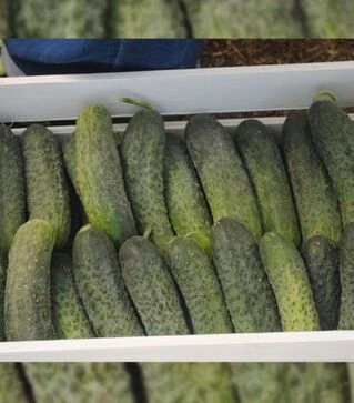 Насіння огірка Марія F1, п.о. 1 тис. насінин (Sakata)