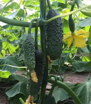 Семена огурца 14015 F1, п.е. 1 тыс. семян (Spark Seeds)