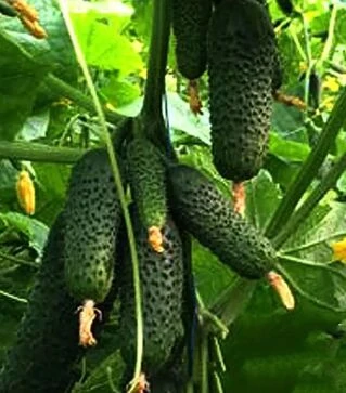 Семена огурца Мадейра F1, п.е. 1 тыс. семян (Seminis)