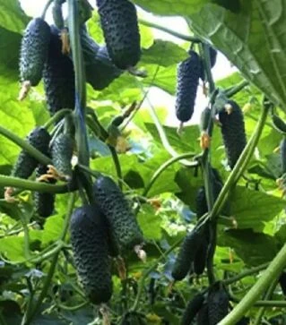 Семена огурца Мадейра F1, п.е. 1 тыс. семян (Seminis)