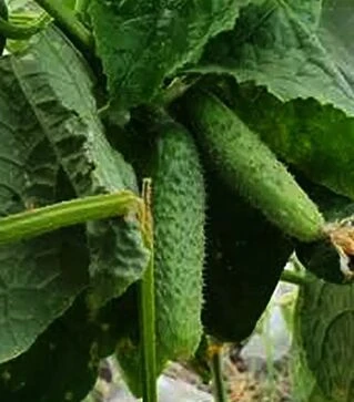 Семена огурца Мадейра F1, п.е. 1 тыс. семян (Seminis)