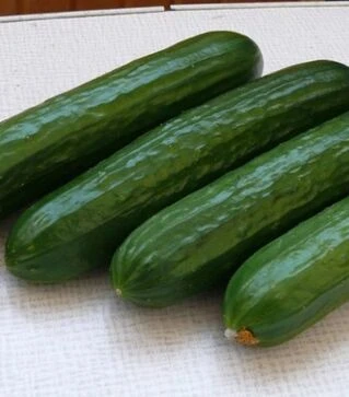 Насіння огірка Піс F1, п.о. 1 тис. насінин (Spark Seeds)