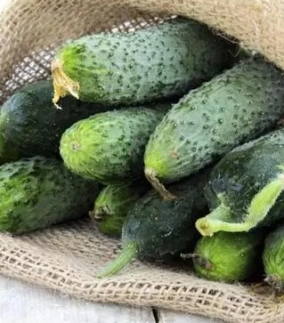 Семена огурца Авенсис F1, п.е. 1 тыс. семян (NongWoo Bio)