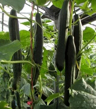 Семена огурца Виста F1, п.е. 100 семян (Semo)