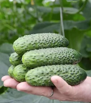 Насіння огірка СВ 4097 F1, п.о. 250 насінин (Seminis)