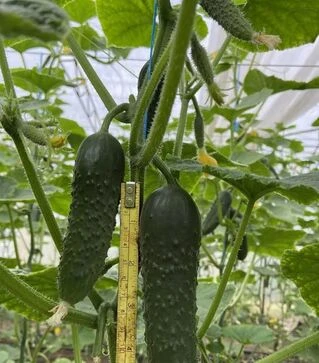 Насіння огірка Амеріго F1, п.о. 1 тис. насінин (Clause)