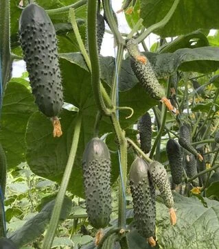 Насіння огірка Амеріго F1, п.о. 1 тис. насінин (Clause)