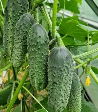 Насіння огірка Амеріго F1, п.о. 1 тис. насінин (Clause)