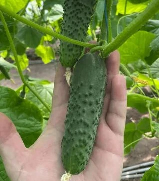 Насіння огірка Амеріго F1, п.о. 1 тис. насінин (Clause)