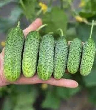 Семена огурца Гермина F1, 1 кг (Moravoseed)