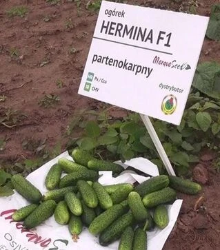 Семена огурца Гермина F1, 1 кг (Moravoseed)