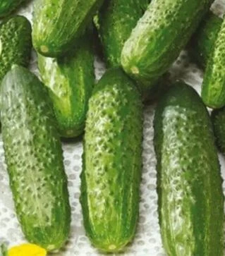 Семена огурца Гермина F1, 1 кг (Moravoseed)