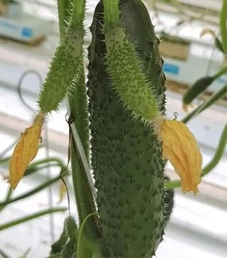 Насіння огірка Ніндзя F1, п.о. 1 тис. насінин (Hazera)