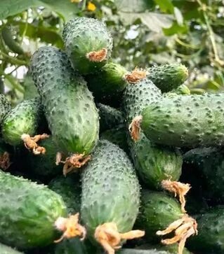 Насіння огірка ES 22020 F1, п.о. 500 насінин (Ergon)