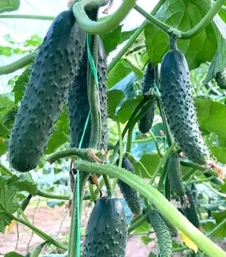 Насіння огірка ES 22020 F1, п.о. 500 насінин (Ergon)