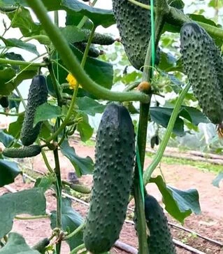 Насіння огірка ES 22020 F1, п.о. 500 насінин (Ergon)