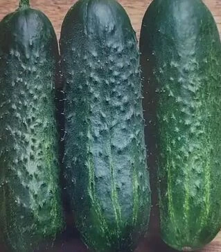 Семена огурца Уоргебирдштраубен, 250 г (Satimex)