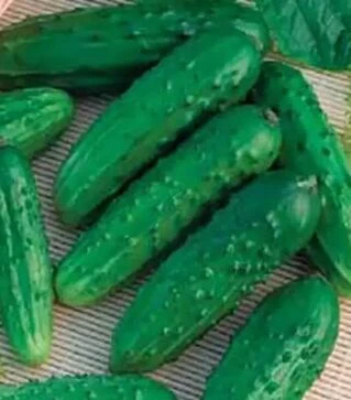 Семена огурца Анника F1, 250 г (Коуэлл)