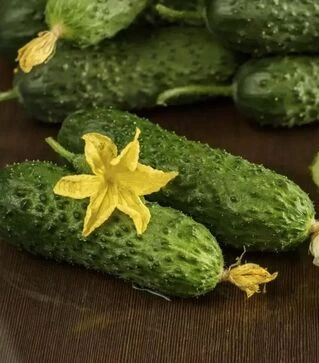 Насіння огірка Абсолют F1, п.о. 1 тис. насінин (NongWoo Bio)