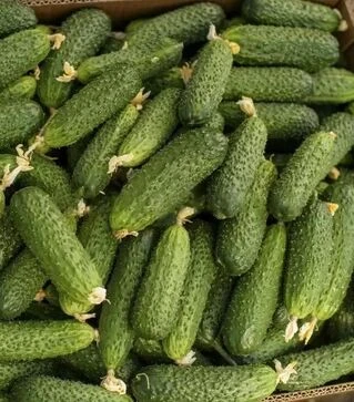 Насіння огірка Абсолют F1, п.о. 1 тис. насінин (NongWoo Bio)