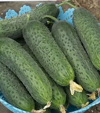 Насіння огірка Абсолют F1, п.о. 1 тис. насінин (NongWoo Bio)