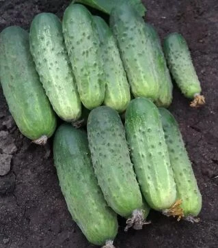 Семена огурца Бланка F1, 100 г (Semo)