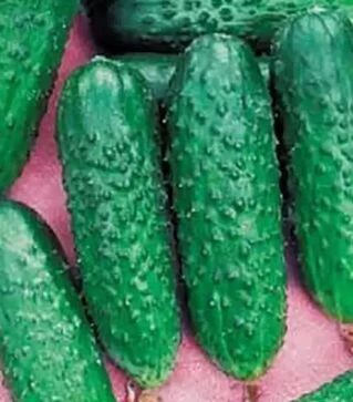 Насіння огірка Бідретта F1, 250 г (Коуел)