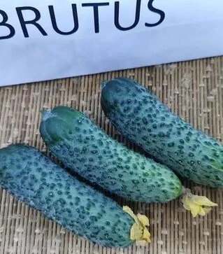 Насіння огірка Брутус F1, п.о. 250 насінин (Innova Seeds)