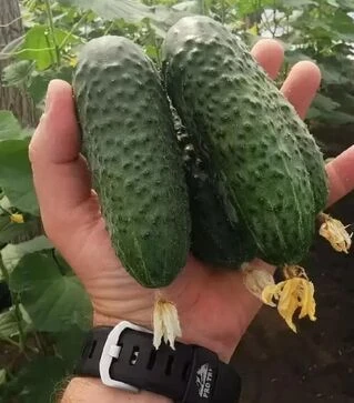 Семена огурца Брутус F1, п.е. 250 семян (Innova Seeds)