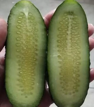 Семена огурца Брутус F1, п.е. 250 семян (Innova Seeds)