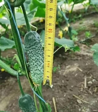 Семена огурца Брутус F1, п.е. 250 семян (Innova Seeds)