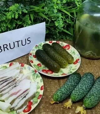 Семена огурца Брутус F1, п.е. 250 семян (Innova Seeds)