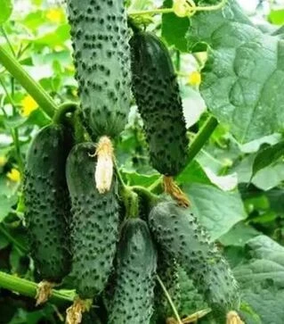 Насіння огірка Ленара F1, п.о. 1 тис. насінин (Rijk Zwaan)