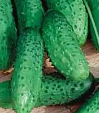 Семена огурца Гинга F1, 250 г (Коуэлл)