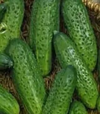 Семена огурца Элиза F1, 250 г (Коуэлл)