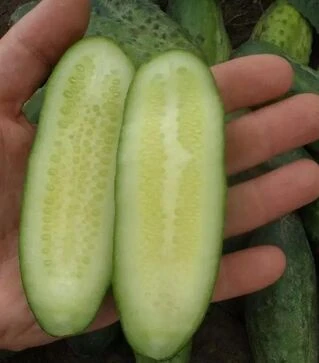 Насіння огірка Івонна F1, 100 г (Semo)