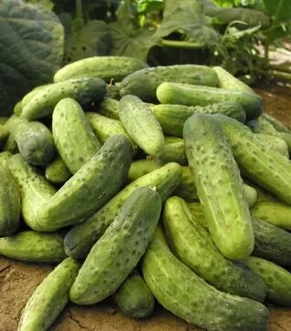 Насіння огірка Івонна F1, 100 г (Semo)