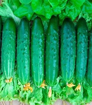 Насіння огірка Естафета F1, п.о. 500 насінин (Nasko)