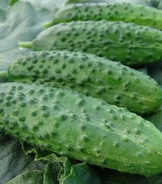 Насіння огірка Корвета F1, 1 кг (Moravoseed)