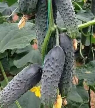 Насіння огірка Лютояр F1, п.о. 250 насінин (Yuksel Tohum)