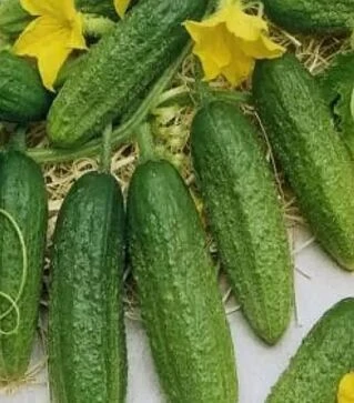 Семена огурца Отель F1, 50 г (Moravoseed)