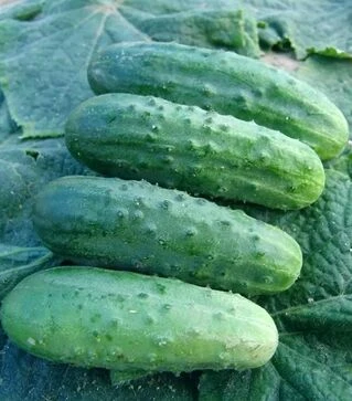 Семена огурца Мариета F1, 1 кг (Moravoseed)