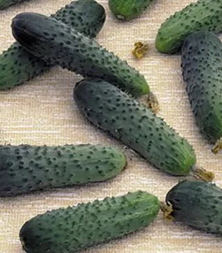 Семена огурца Меренга F1, п.е. 250 семян (Seminis)