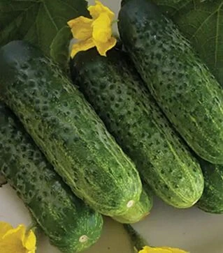 Семена огурца Надежда F1, п.е. 1 тыс. семян (Seminis)