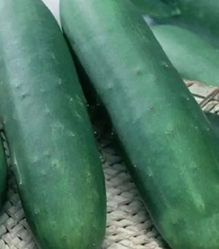 Семена огурца Обеликс F1, 1 кг (Moravoseed)