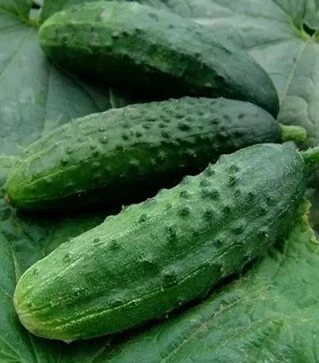 Семена огурца Патриот F1, п.е. 1 тыс. семян (Moravoseed)