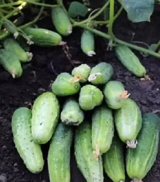 Насіння огірка Регина F1, 100 г (Semo)