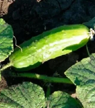 Насіння огірка Регина F1, 100 г (Semo)