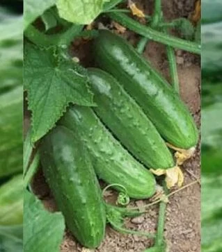 Насіння огірка Регина F1, 100 г (Semo)